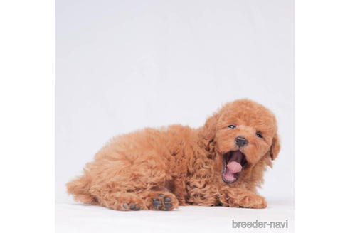 成約済の東京都のトイプードル-202091の4枚目